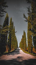 Empty road amidst trees against sky