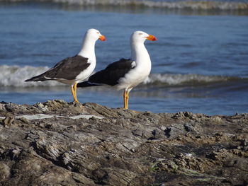 Seagull perching on rock by sea