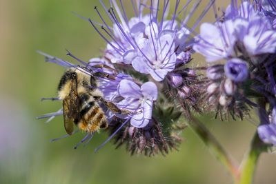 Close-up of bee pollinating on purple flower