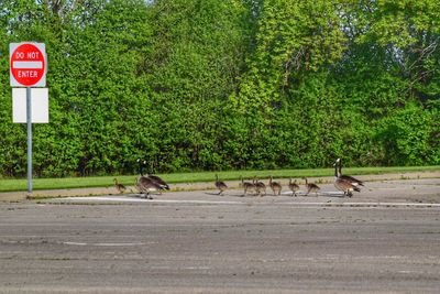 Goose family on road by do not enter sign