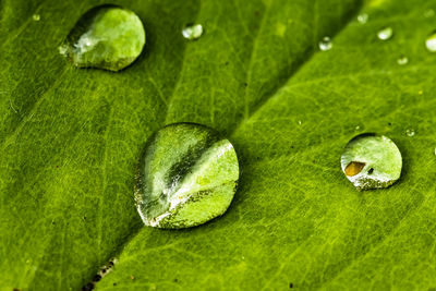 Full frame shot of water drops on leaves