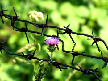 Close-up of thistle on purple flowers