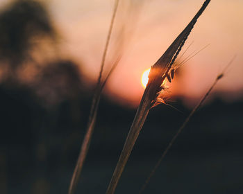 Close-up of stalks on field against orange sky