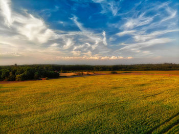 Scenic view of agricultural field against sky