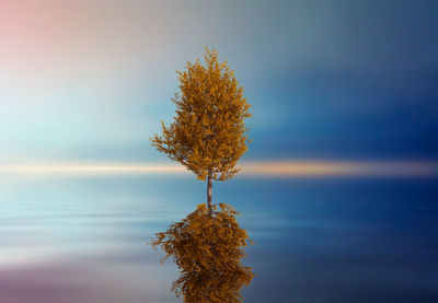 Scenic view of trees against sky
