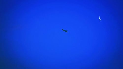 Low angle view of birds flying against blue sky