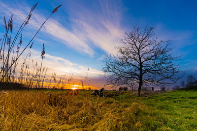 Bare tree on field against sky during sunset