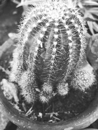 High angle view of cactus plant