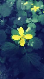 Close-up of yellow flower