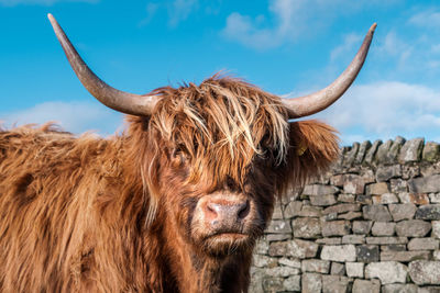 Highland cow on baslow edge, peak district.