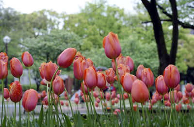 Close-up of tulips blooming on field