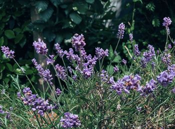 Close-up of purple flowering plants on field