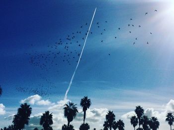 Low angle view of silhouette birds flying against sky