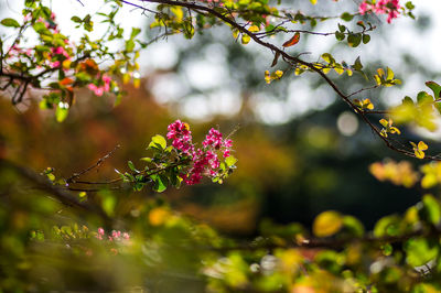 Close-up of pink flowering plant