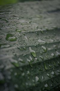 Close-up of raindrops on leaves