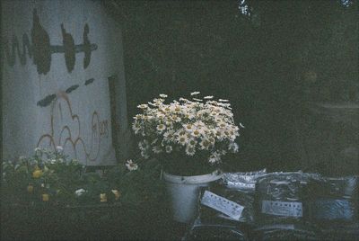 Close-up of flowering plants on wall