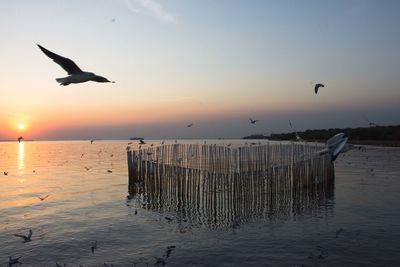 Seagulls flying over sea against sky during sunset