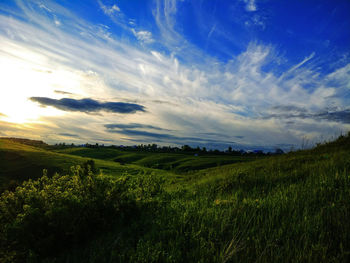 Scenic view of field against sky