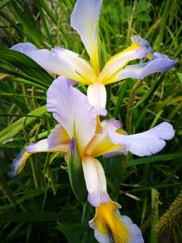 Close-up of fresh white day lily blooming outdoors