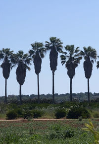 Palm trees against clear sky