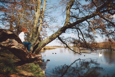 Bare trees by lake