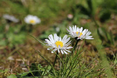 Close-up of white daisy flower on field