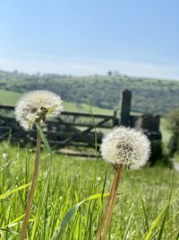 Close-up of dandelion flower on field