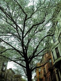 Low angle view of trees