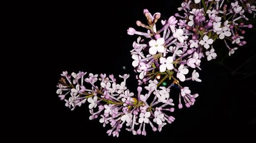 Close-up of flowers against black background