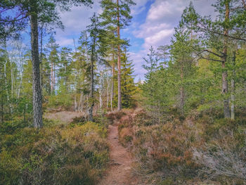 Trees growing in forest against sky