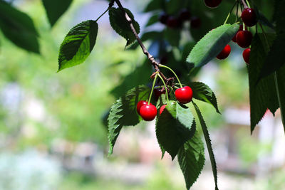 Close-up of red berries growing on tree