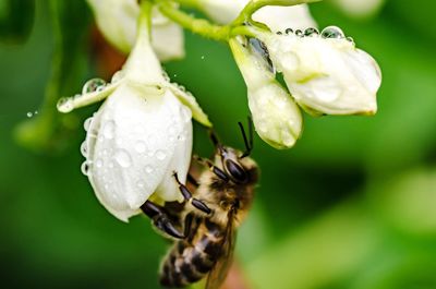 Close-up of bee on flower