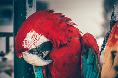 Close-up of parrot perching