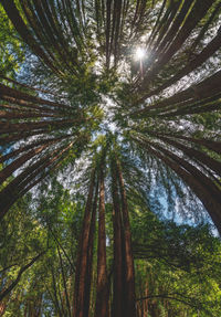 Low angle view of palm trees in forest