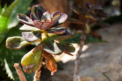 Close-up of flowering plant