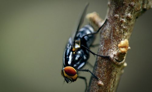 Close-up of insect