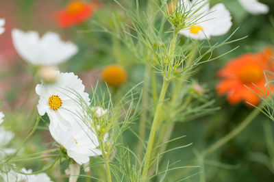 Close-up of flowers