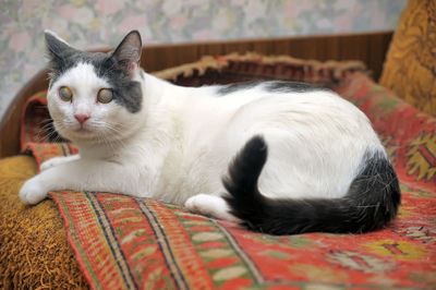 Close-up of cat resting at home