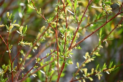 Close-up of fresh green plant