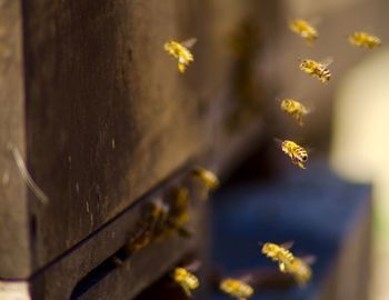 Close-up of flowering plant