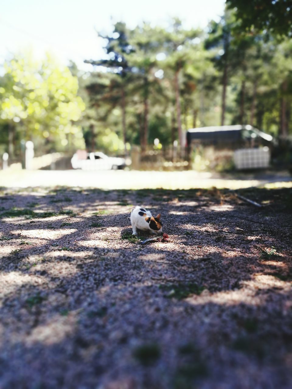 surface level, street, animal themes, road, selective focus, domestic animals, day, no people, tranquility, the way forward, solitude, long