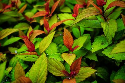 Red and green leaves