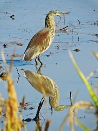 Heron in lake