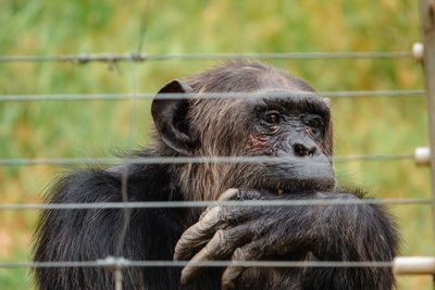 A lone chimpanzee behind an electric fence in the wild at ol pejeta conservancy in nanyuki, kenya