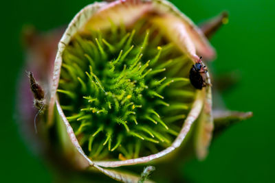 Flower outside in nature