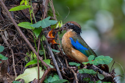 Mangrove pitta feeding babies with small crabs.