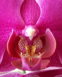 Close-up of pink flower