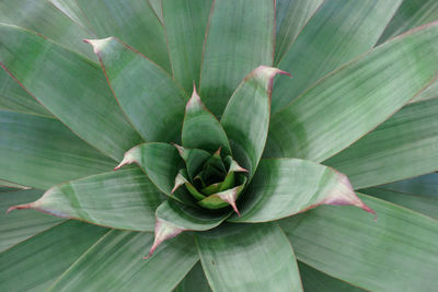 Close-up of plant