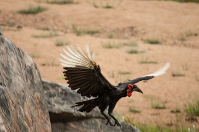 Bird flying over a field