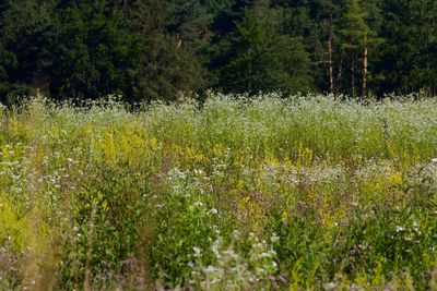 Scenic view of flowering plants on field